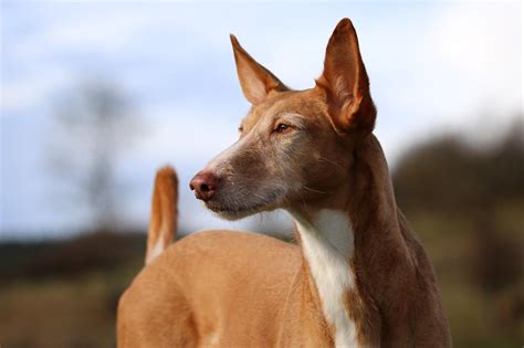 podencos portugueses gratis|Perros de caza podencos portugueses